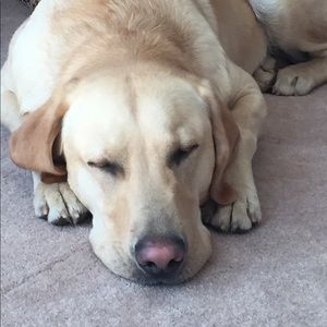 Meet your Posher, Sharon